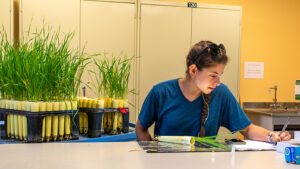 A woman sits at a table and writes notes next to trays of young wheat plants.