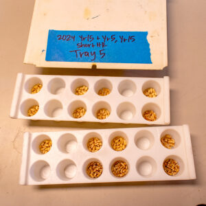 Two trays of wheat seeds separated by kernel color, labeled with blue masking tape 'Tray 5'