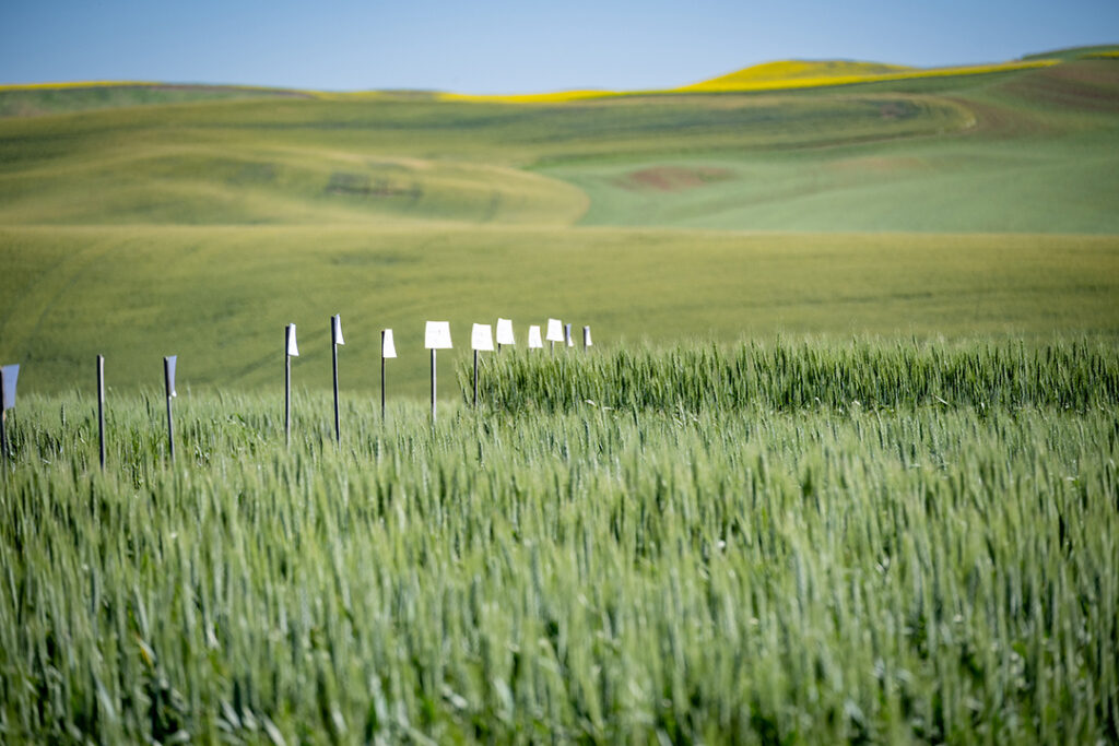 A row of wooden stakes mark variety names on white cards in a field of green wheat.