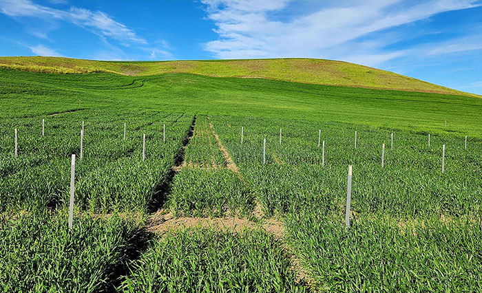 Lamont wheat field test plots