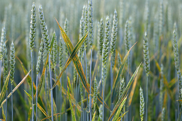 Control of stripe rust in wheat, barley