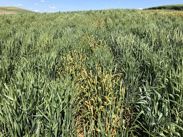 Pullman, Washington wheat field with stripe rust