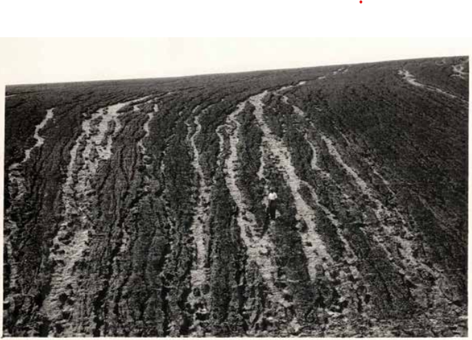 WSU Extension photo dated Aug 1, 1931, shows erosion