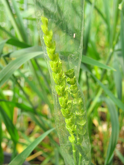 Crossing in the greenhouse requires identification of two parents with favorable traits. One parental wheat head has all the anthers removed (right), and the other (left) is added and covered with a bag to ensure pollen transfer from one parent to the other.