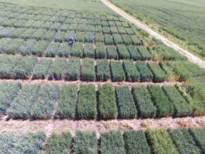 Dr. Arron Carter collecting data in test plot wheat field.
