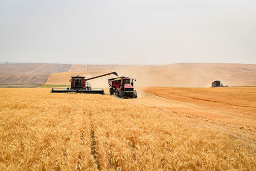 Almira harvest tour. Mike Carstensen's farm.