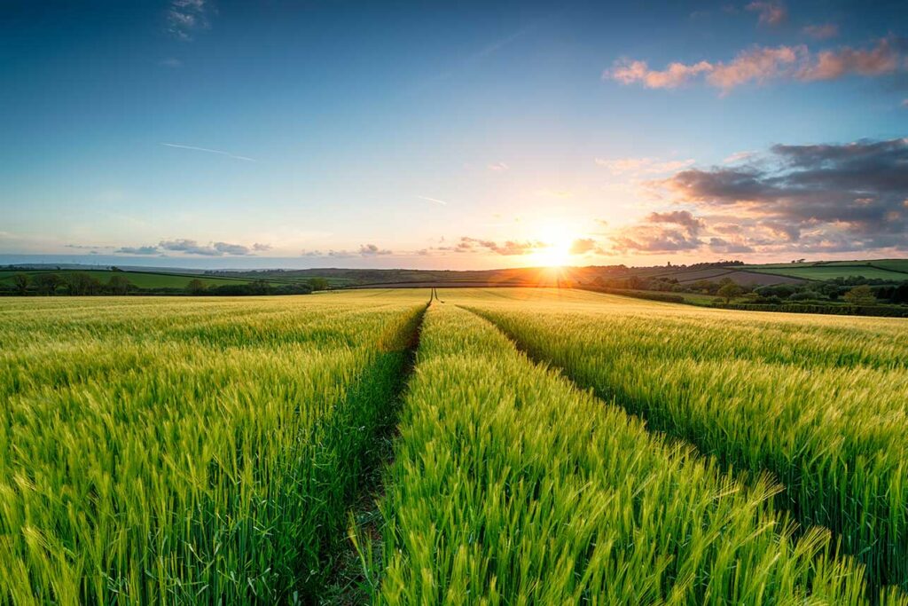 Barley field at sunset