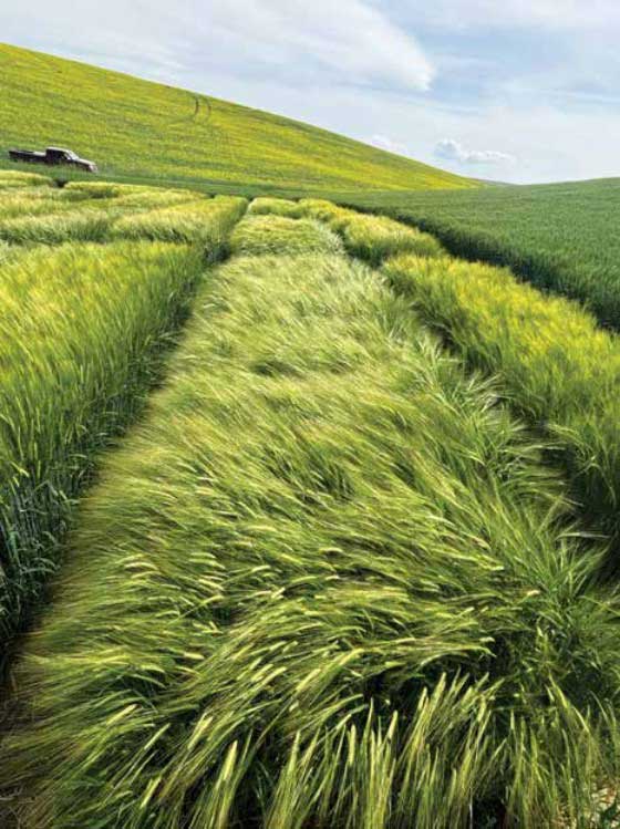 Picture of the winter barley trials taken on June 12, 2025, at Spillman Farm, in Pullman, Wash. 