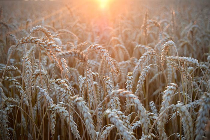 A soft white wheat field at sunset.