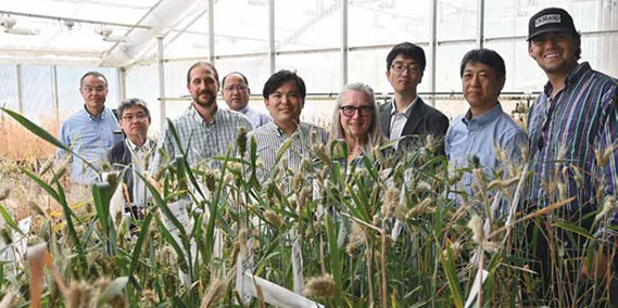 Dr. Kimberly Garland-Campbell (center), who has been breeding club wheat since 1999, provides Washington Grain Commission’s international trade teams with expert tours of Washington State University’s wheat greenhouses and club wheat breeding program every summer.