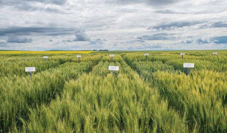 WSU Testing Program wheat field