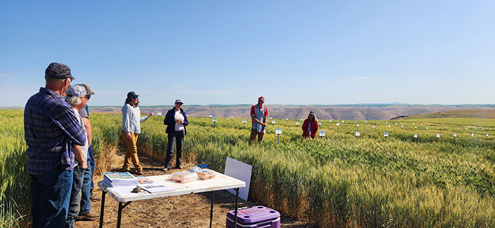 Falling number grower outreach at Mayview, Wash., in 2025 in collaboration with Washington State University Cereal Variety Trials. From left are Amber
Hauvermale, Alison Thompson, Karl Effertz, and Kim Garland-Campbell. Photo courtesy of Mike Pumphrey.