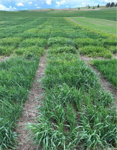The typical field design for herbicide-tolerant trials has plots split in 
half: one side is not sprayed, and the other is sprayed. This allows visual 
observations of crop injury by comparing the sprayed to the nonsprayed 
plots.