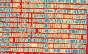 ) This figure shows CoAXium breeding trials in Ritzville, Wash., in 2025. The camera is capturing a plant health index called NDVI. The more blue the plot, the healthier it is. NDVI data can be used to better estimate crop injury and final grain yield above that which can be detected visually. 