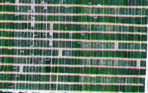 This figure shows the same CoAXium breeding trials from 2025, but 
in an RGB image. It shows the difference in paired plots, with the first plot being unsprayed, 
and the second plot being sprayed.
