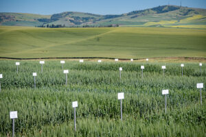 Test plots at the Spillman Agronomy Farm in Pullman, Wash