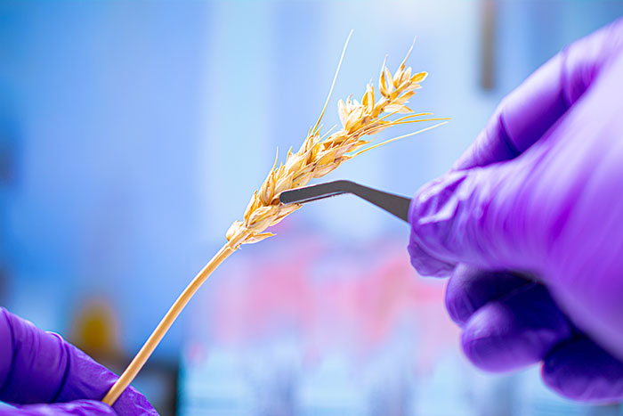 WSU variety testing program update
