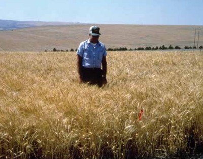 Same continuous wheat plot shown below but its 15th consecutive year of wheat. Jack Waldher, a technician, is standing between a plot of fumigated and nonfumigated wheat. Photo courtesy of R.J. Cook.