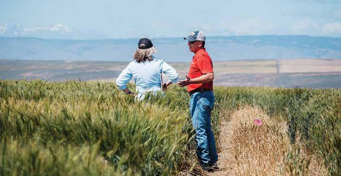 Researcher and grower standing in a wheat field in Douglas County Washington