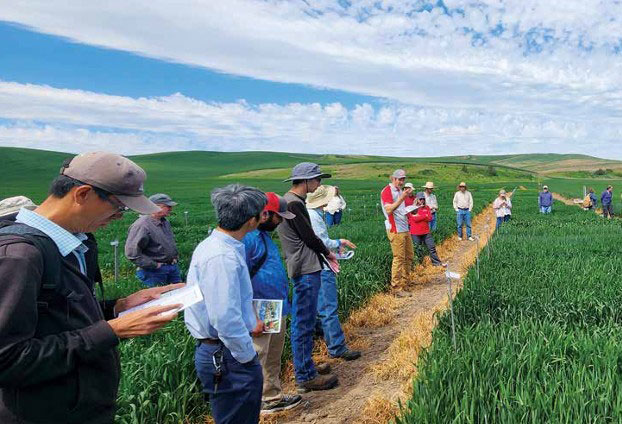A 2025 field tour of winter wheat variety trials by Pacific Northwest wheat researchers and industry in Pullman, Wash. The research team holds regular meetings to coordinate research and Extension activities and communicate among state and regional efforts.