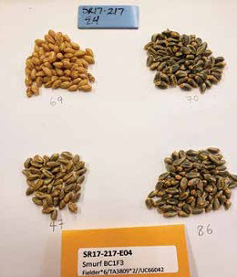 Although certainly only for specialty food uses, new, improved genetic material for blue wheat is available, which elevates antioxidant concentrations. This image shows what no blue allele, versus up to three copies of the blue allele looks like.