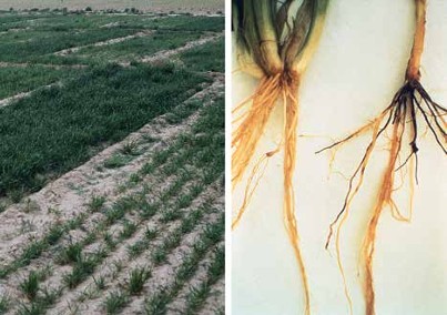 On the left is winter wheat in the seventh year of continuous wheat with supplemental irrigation, showing severe stunting due to take-all compared with healthy wheat where the soil was fumigated
prior to planting. On the right, take-all on an adult wheat plant, with diagnostic blackening of the 
subcrown internode and mainstem only. Photo courtesy of R.J. Cook.