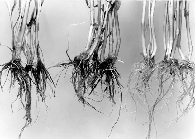 Initiation of take-all decline in the second year of wheat monoculture by mixing to a depth of 6" at the beginning of year one, approximately .5% of soil from a field near Quincy, Wash., cropped 12 consecutive years to irrigated wheat compared with the same treatment but with the soil from a nearby noncropped site (center) and no added soil (left). Photo courtesy of R.J. Cook.
